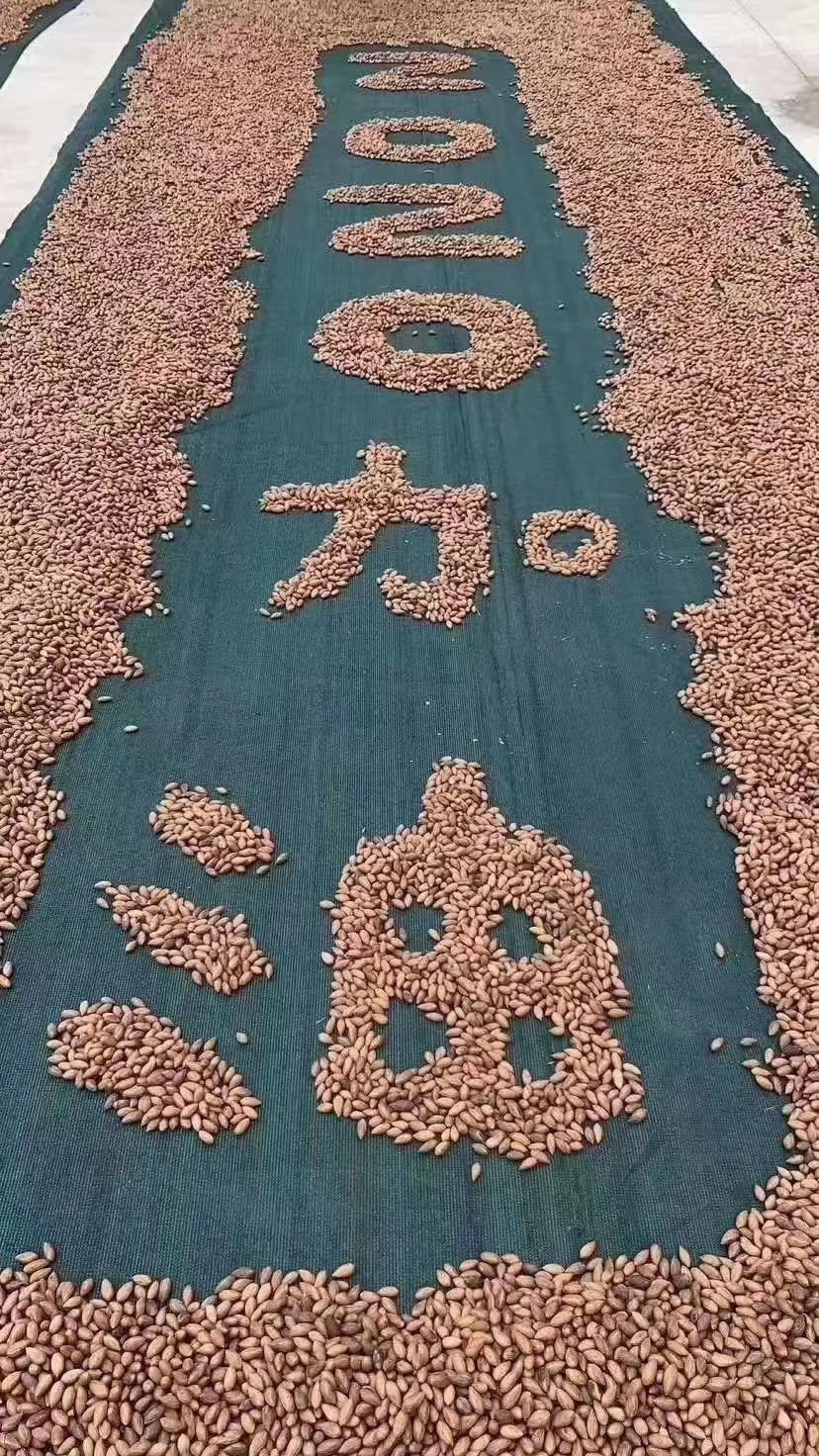 电磁炒货机