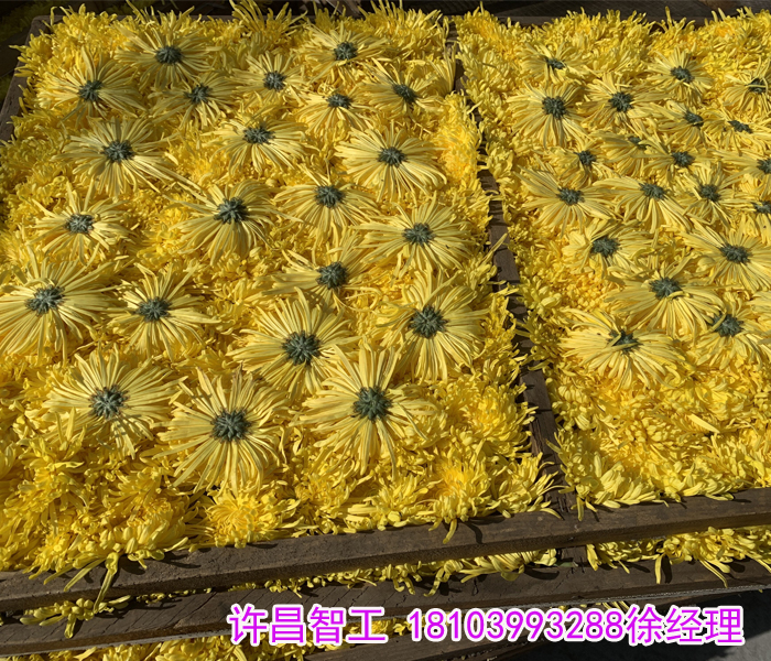 菊花烘干机