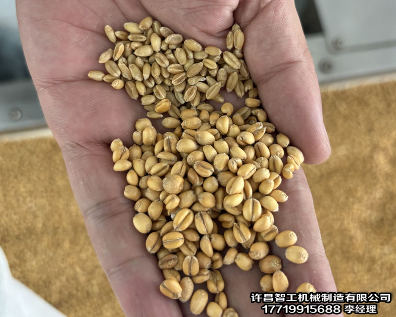小麦炒制机