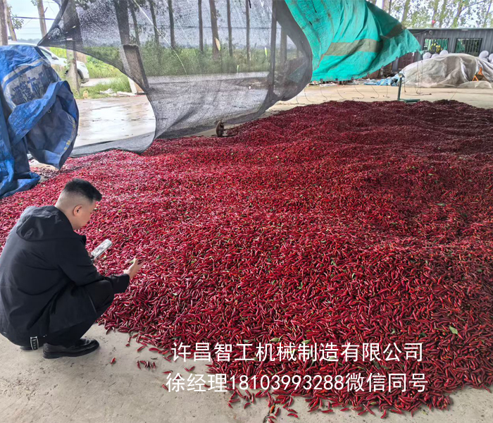贵州客户来厂试机电磁炒辣椒机器