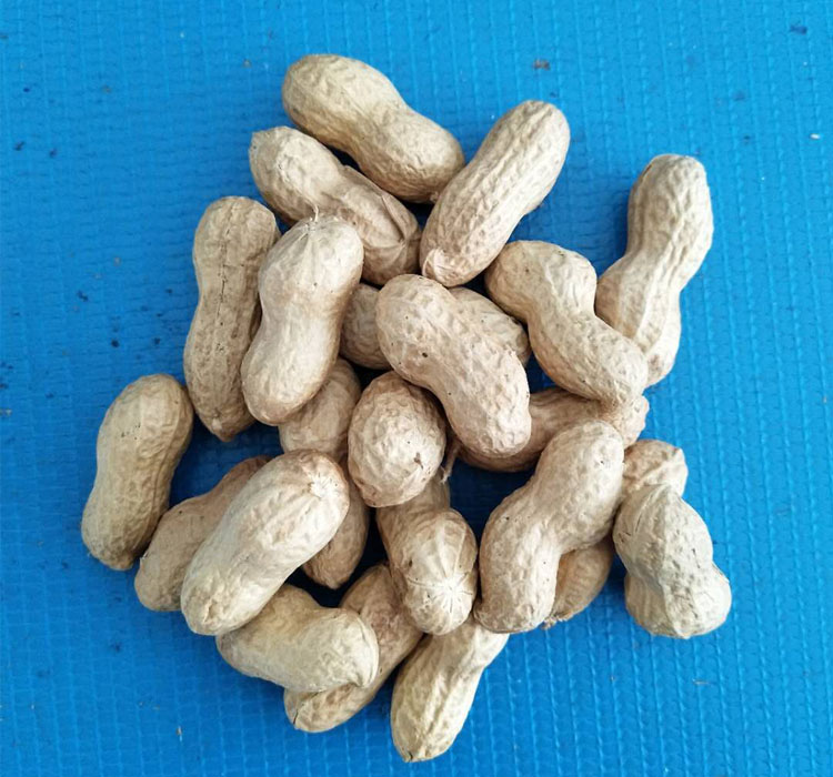 盐能起到均匀加温瓜子的作用