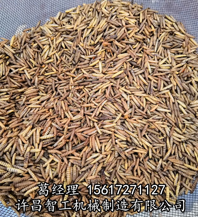 黑水虻